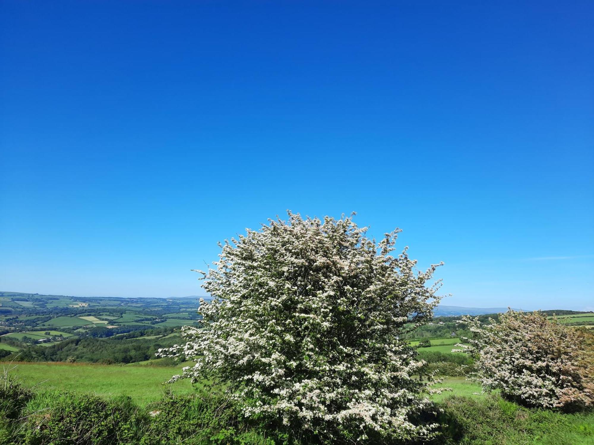 Callington Summit Camping Kit Hill Cornwall Panoramic Views Grass Pitch From 15Pn Or Bella Bell Tent 75Pn חדר תמונה