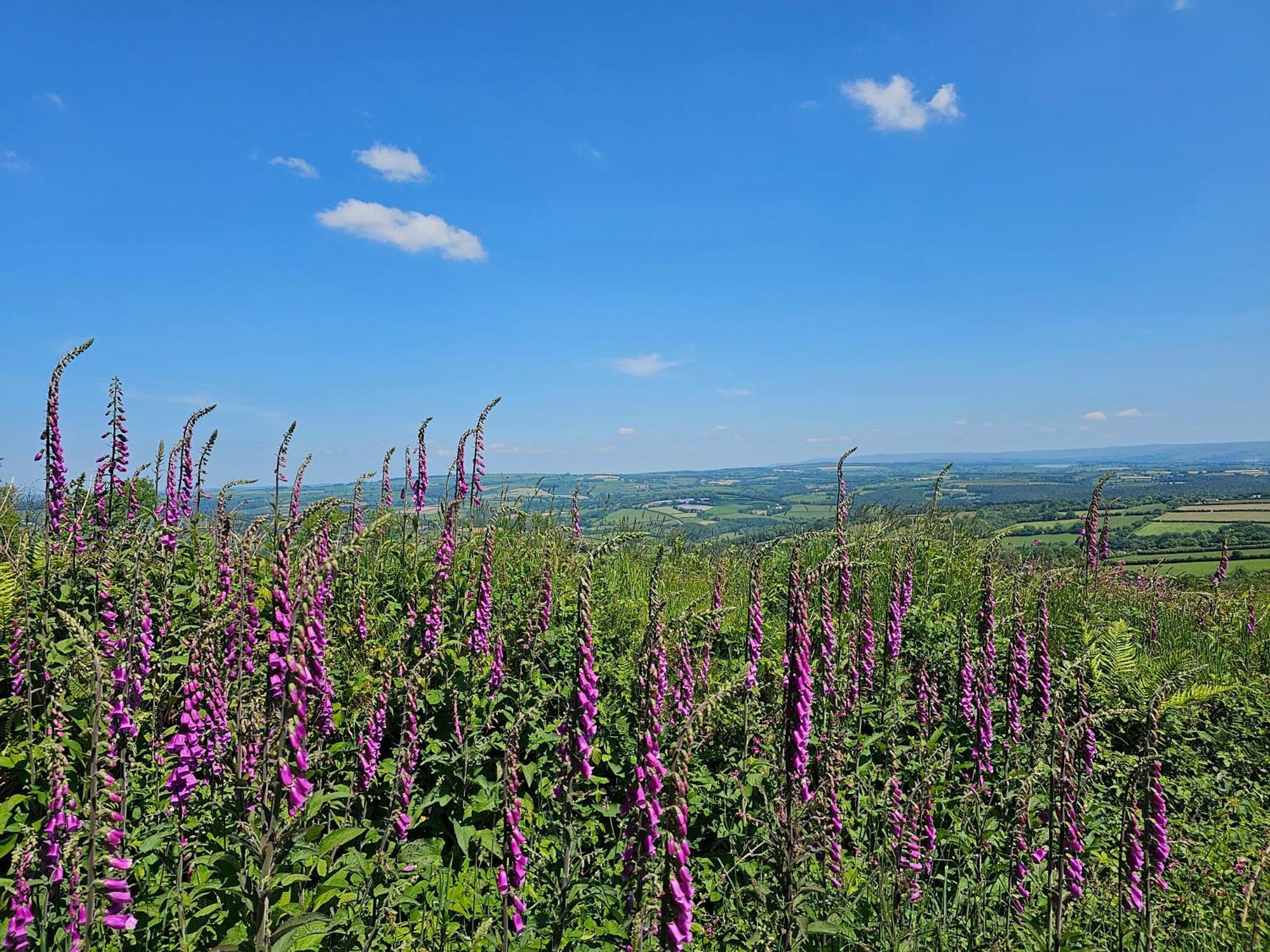 Callington Summit Camping Kit Hill Cornwall Panoramic Views Grass Pitch From 15Pn Or Bella Bell Tent 75Pn מראה חיצוני תמונה